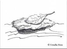 Vigniete, Ursulla Hess
